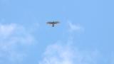 Soaring Grey-faced Buzzards