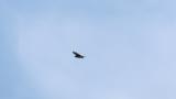 Soaring Grey-faced Buzzard