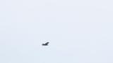 Soaring Grey-faced Buzzard