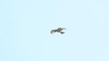 Eastern Buzzard almost staying still in flight against the wind
