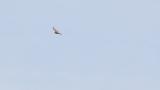 Soaring Eastern Buzzard