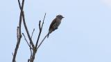 Perched Asian brown flycatcher