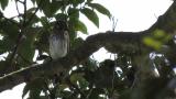 Perched Grey-streaked Flycatcher