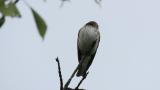 Perched Grey-streaked Flycatcher, then flight