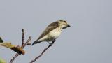 Perched Grey-streaked Flycatcher, then flight