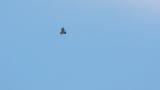 Soaring Crested Honey Buzzard on migration