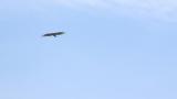 Soaring Crested Honey Buzzard with a filled crop