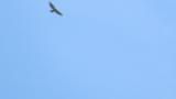 Soaring Crested Honey Buzzard
