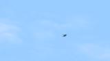 Gliding and soaring Crested Honey Buzzard