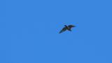 Crested Honey Buzzard flying away