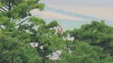 Crested Honey Buzzard resting during migration