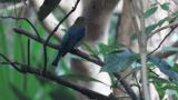 Perched juvenile male Blue-and-white Flycatcher
