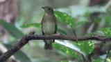 Perched female Blue-and-white Flycatcher