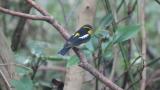 Male Narcissus Flycatcher near the water bath
