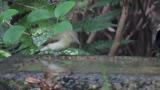 Narcissus Flycatcher drinking water