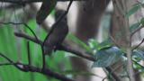 Narcissus Flycatcher preening after bathing