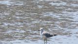 Laughing Gull, flight