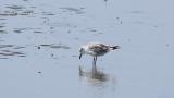 Laughing Gull, foraging and preening