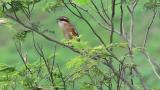 Bull-headed Shrike, call and begging movement?