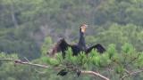 Great Cormorant, panting