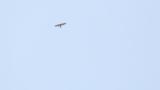 Soaring juvenile Crested Honey Buzzard