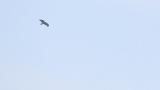 Crested Honey Buzzard mobbed by Common Kestrel