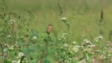 Perched Stejneger's Stonechat
