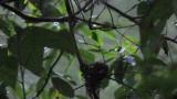 Japanese Paradise Flycatcher, feeding at nest