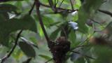 Japanese Paradise Flycatcher, feeding at nest