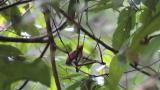 Japanese Paradise Flycatcher, fledgling and feeding