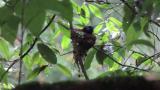 Incubating male Japanese Paradise Flycatcher