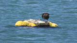 Brant Goose