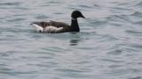 Brant Goose on the water