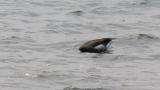 Foraging Brant Goose on the water
