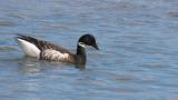 Foraging Brant Goose on the water