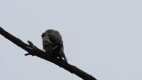 Japanese Grosbeak preening after bathing