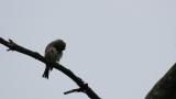 Japanese Grosbeak preening after bathing