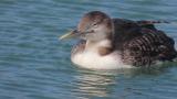 Yellow-billed Loon