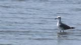 Laughing Gull, walking on shallow water and foraging