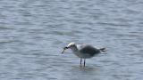 Laughing Gull picked up something