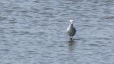 Laughing Gull, walking on shallow water