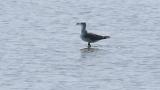 Laughing Gull walked fast and chased Grey-tailed Tattler