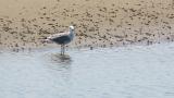 Laughing Gull on the shore