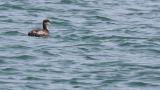 Red-necked Grebe