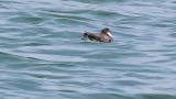 Ancient Murrelet