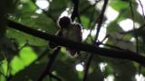 Fledgling of Japanese Paradise Flycatcher, preening, scratching and fell