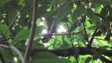 Fledgling of Japanese Paradise Flycatcher, flapping