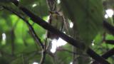 Fledgling of Japanese Paradise Flycatcher, flapping