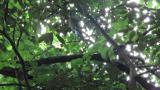 Adult female Japanese Paradise Flycatcher, foraged and carried food to fledgling