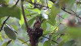 Japanese Paradise Flycatcher just fledged